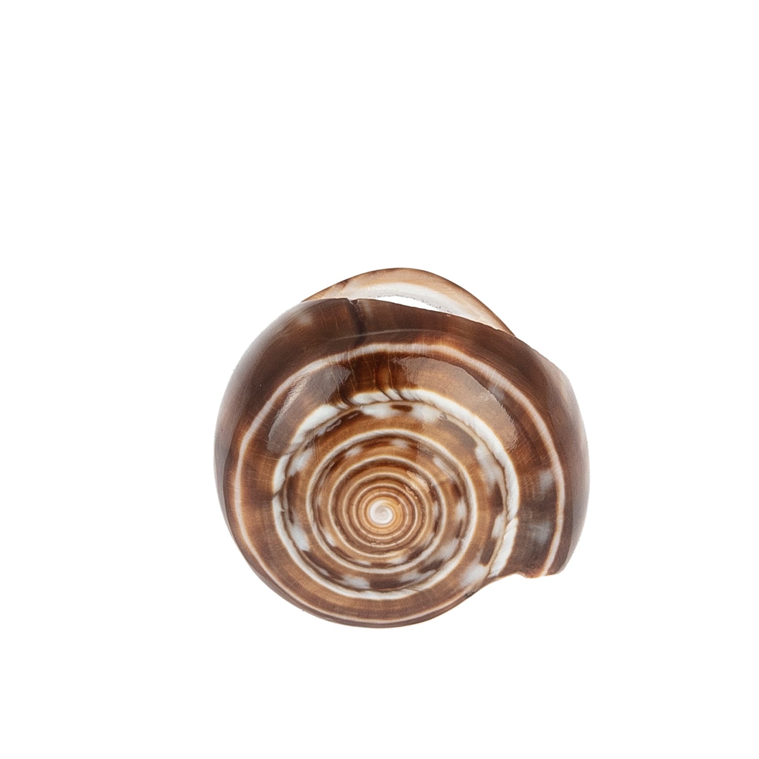 A hand-carved seashell ring set with a semi-precious stone.