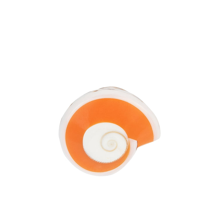 A hand-carved seashell ring with orange and white colors, set with a semi-precious stone.