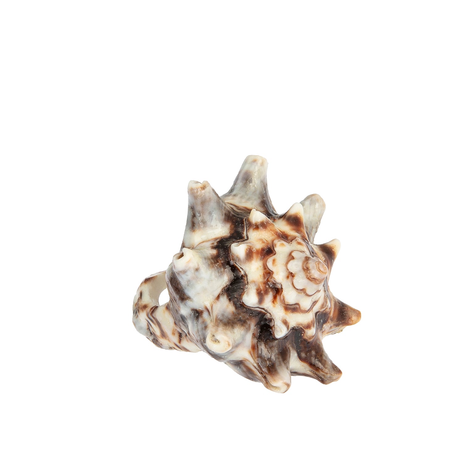 A hand-carved seashell ring made with semi-precious stones.