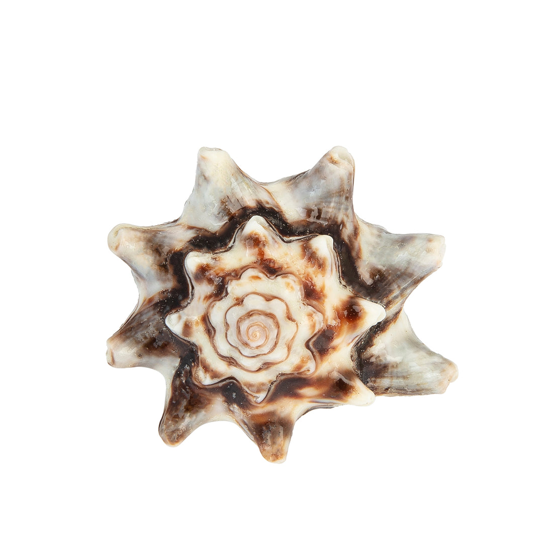 A hand-carved seashell ring made with semi-precious stones.