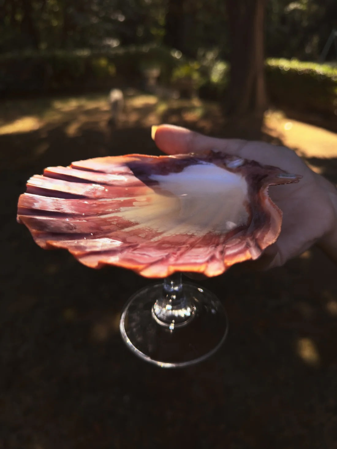 A natural Lion’s Paw scallop shell perched on a sleek crystal stem. 