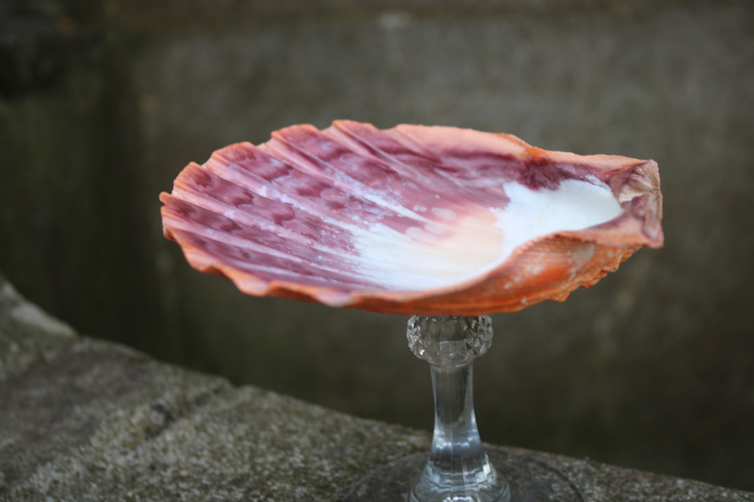 A natural Lion’s Paw scallop shell perched on a sleek crystal stem. 