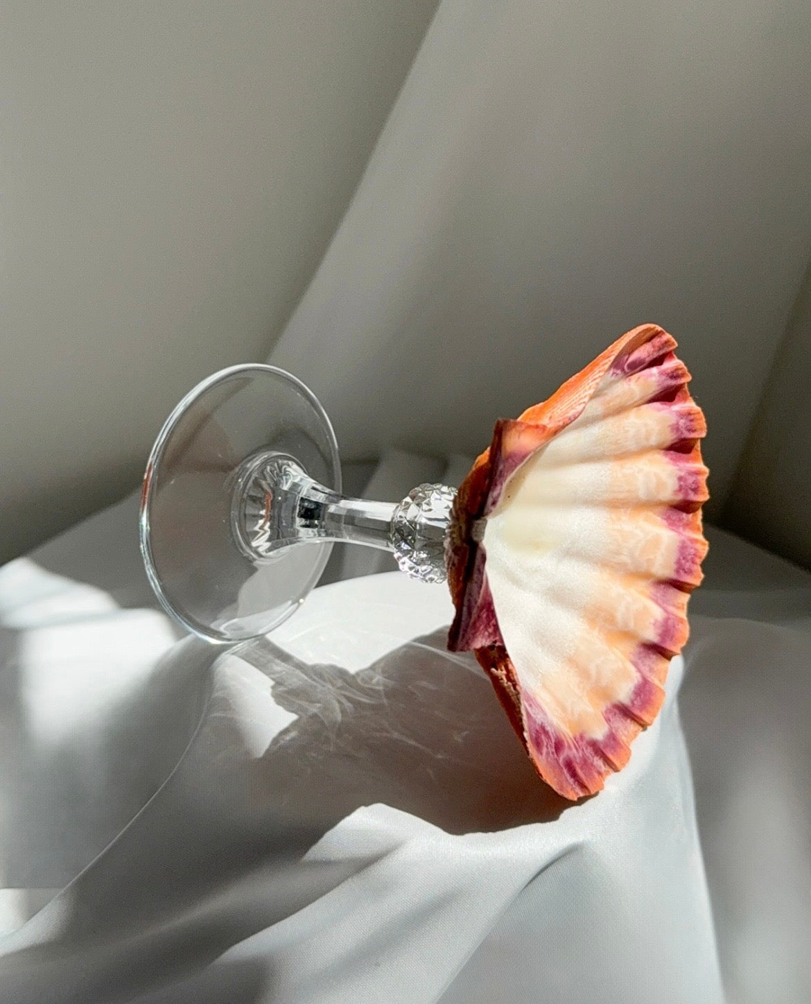 A natural Lion’s Paw scallop shell perched on a sleek crystal stem. 