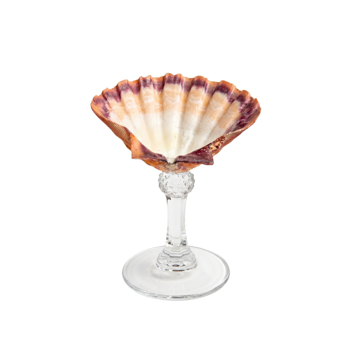 A natural Lion’s Paw scallop shell perched on a sleek crystal stem. 
