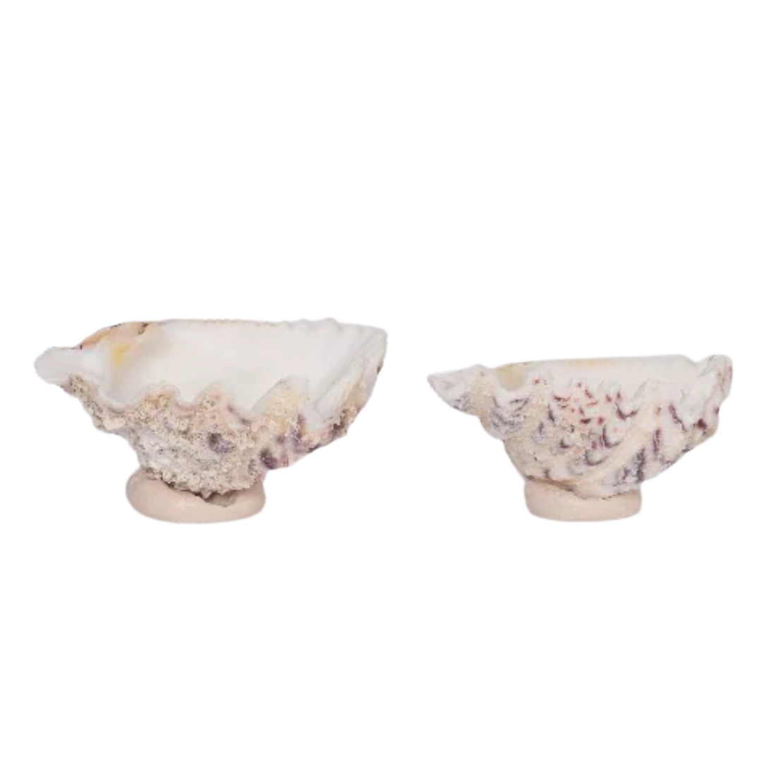 Two white clam shell-shaped serving bowls with a textured surface