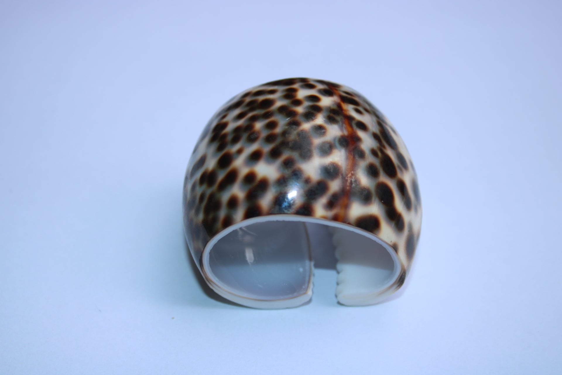 Natural Shell Napkin Ring Set