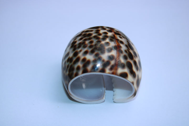 Natural Shell Napkin Ring Set