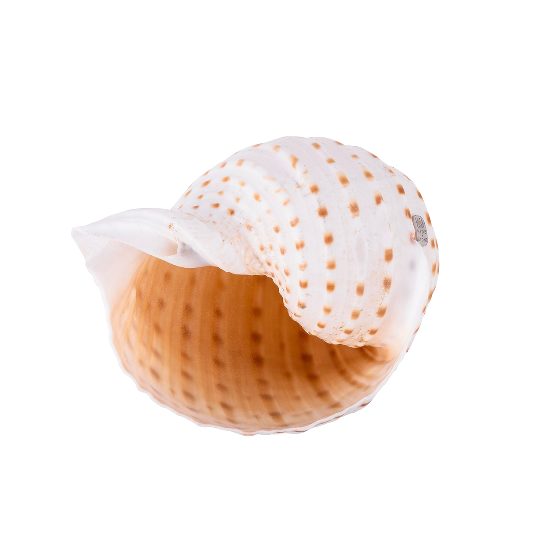 Multi - Shell Stemware