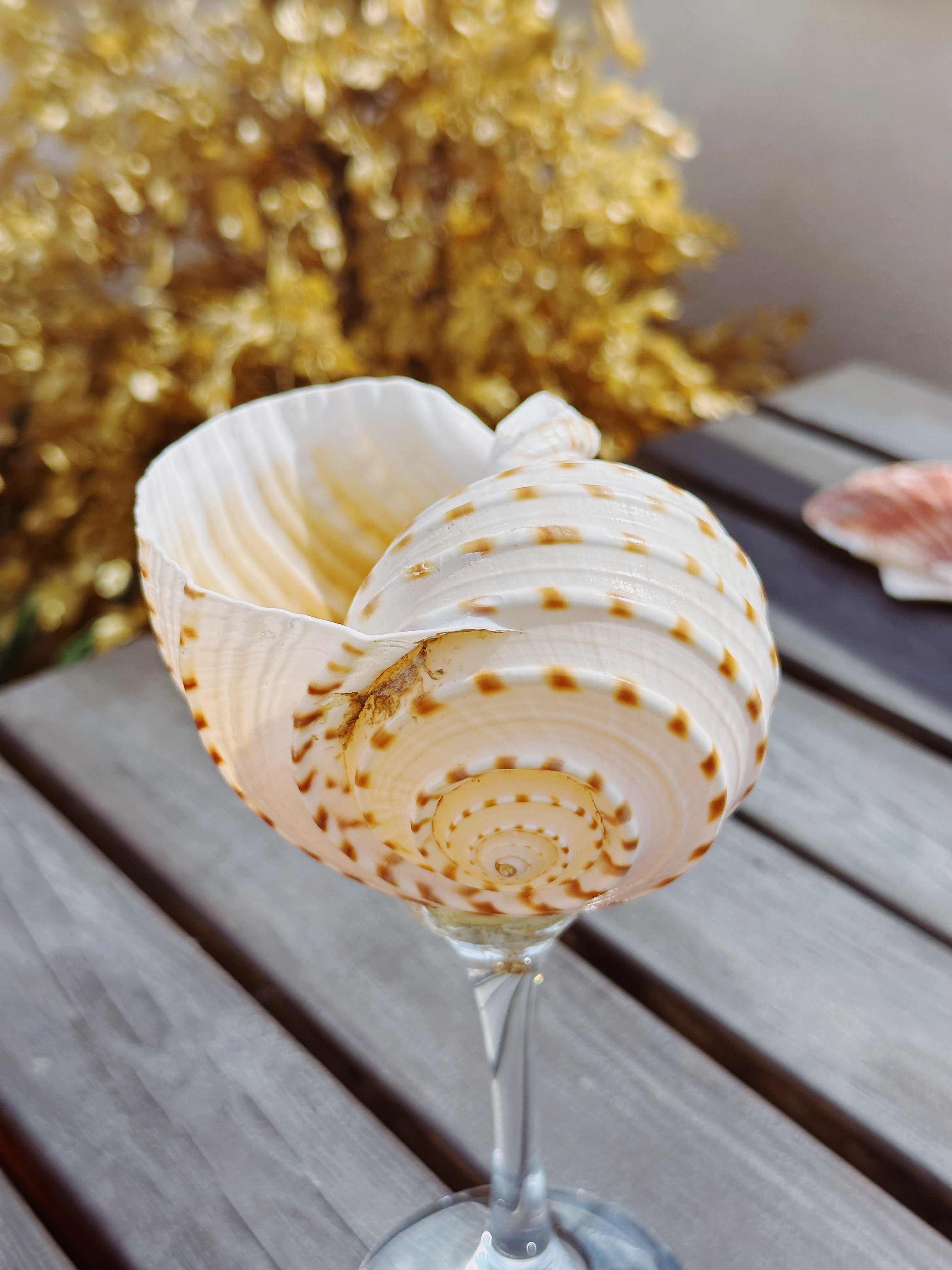 Multi - Shell Stemware