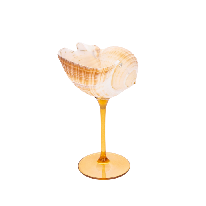 A unique, Tonna Galea sea shell perched on a sleek brown glass stem. 