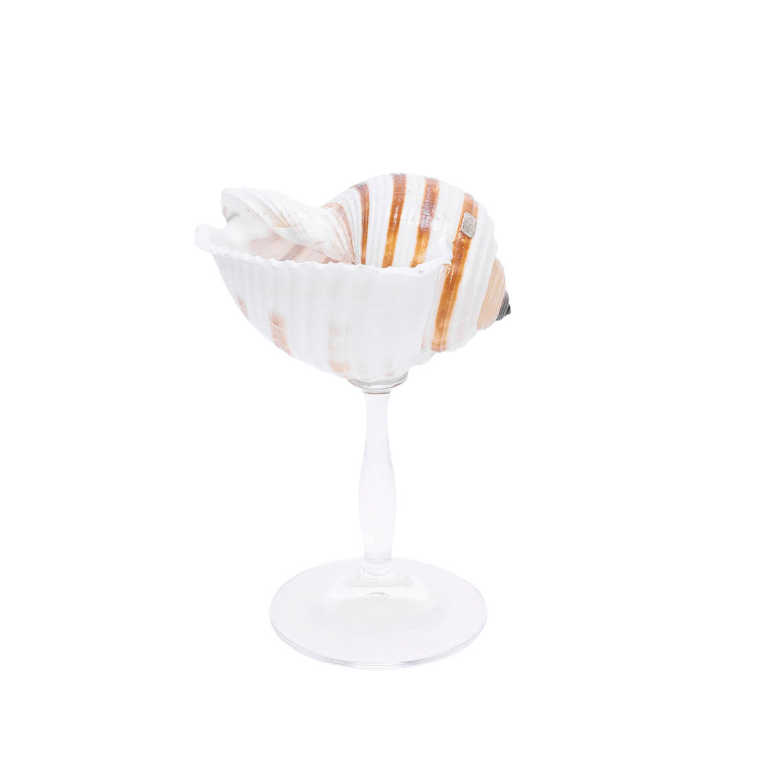 Striped - Shell Stemware