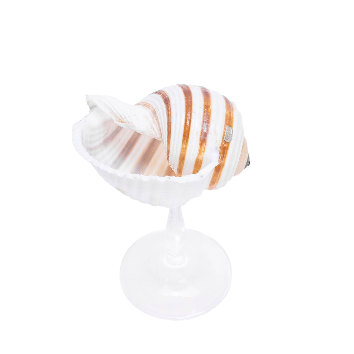 Striped - Shell Stemware