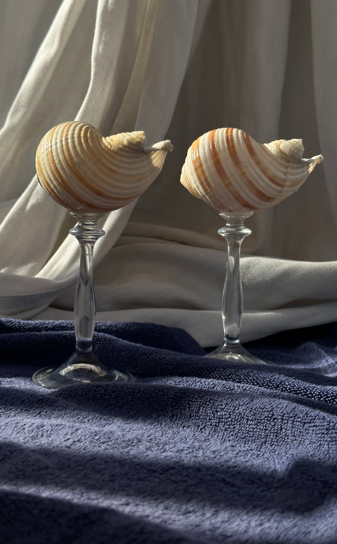 Striped - Shell Stemware