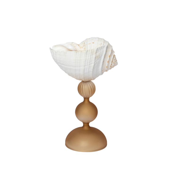 A checkered Tonna tesselata shell perched on handmade amber glass stem.