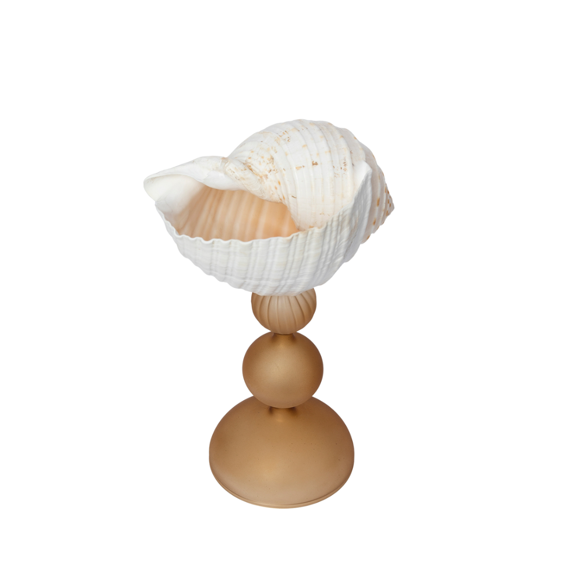 A checkered Tonna tesselata shell perched on handmade amber glass stem.