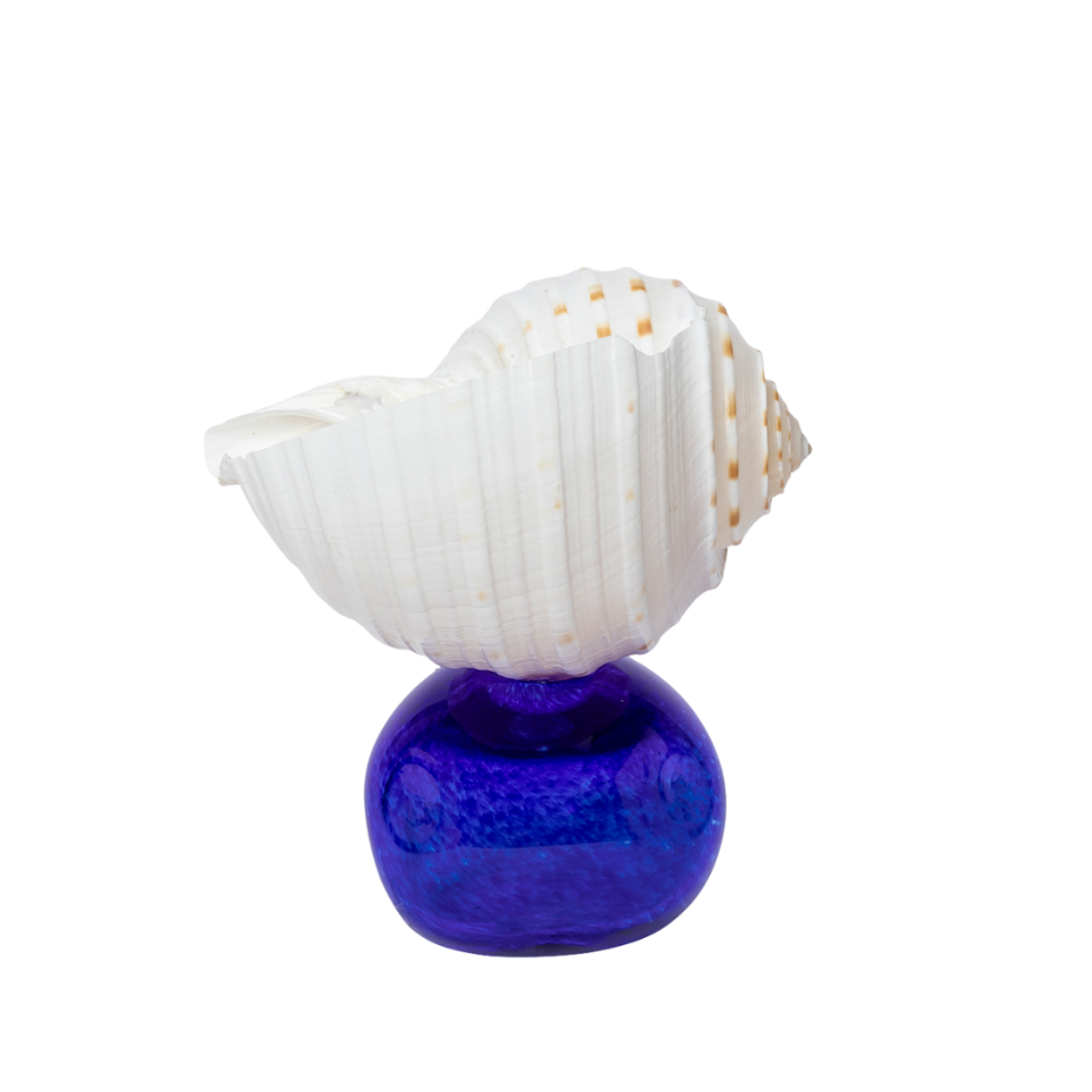 A singular Tonna Tesselata shell perched upon a handmade blue glass stem.