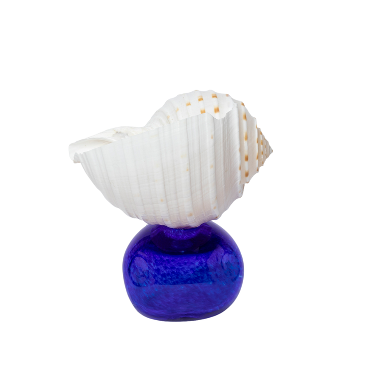 A singular Tonna Tesselata shell perched upon a handmade blue glass stem.