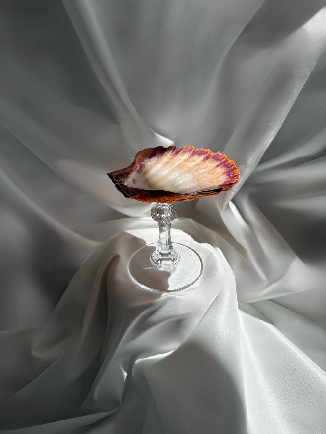 The Scallop Dish